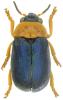 Smaragdina salicina